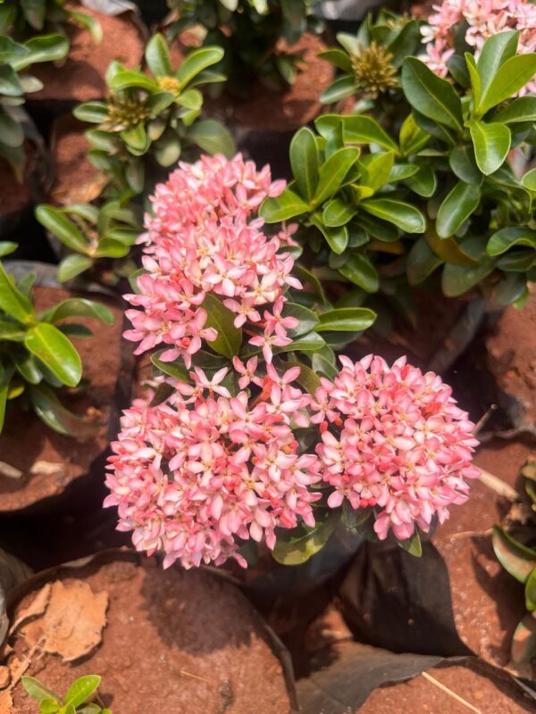 Mini Ixora Dwarf Pink Prakritikart