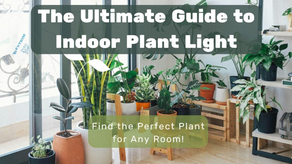 The Ultimate Guide to Indoor Plant Light: Find the Perfect Plant for Any Room!