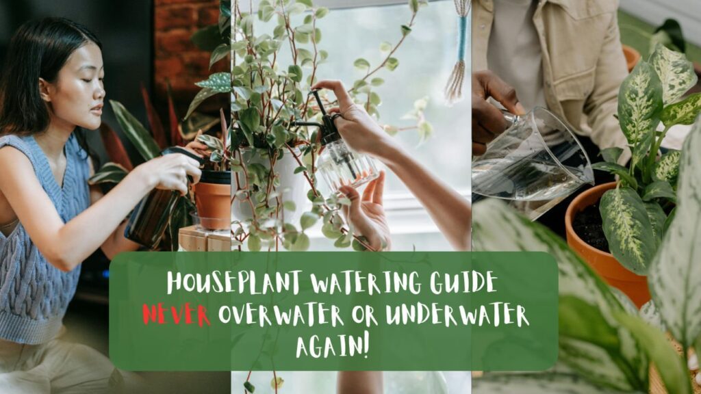 Houseplant Watering Guide Never Overwater or Underwater Again! 