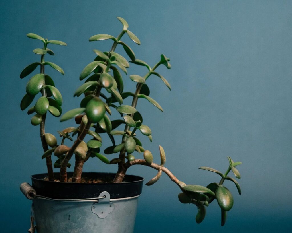 Jade Plant (Crassula Ovata)