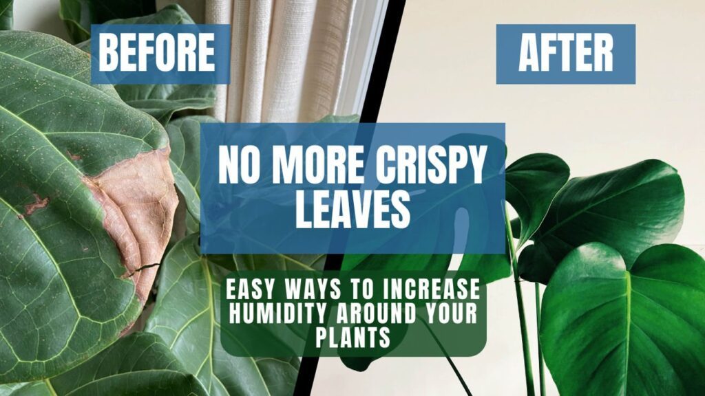 No More Crispy Leaves Easy Ways to Increase Humidity Around Your Plants
