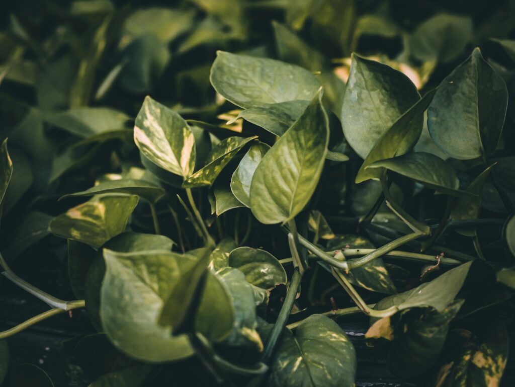 Pothos (Epipremnum Aureum)