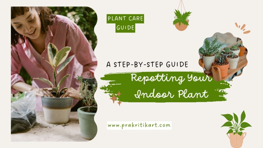 Repotting Your Indoor Plant A Breath of Fresh Air (and Roots!)
