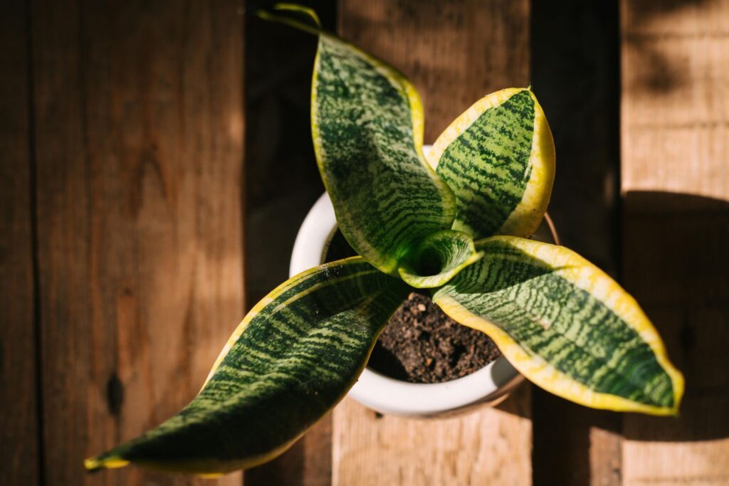 Snake Plant (Sansevieria Trifasciata)