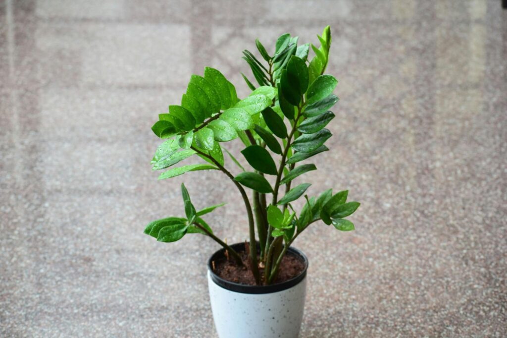 ZZ Plant (Zamioculcas Zamiifolia)