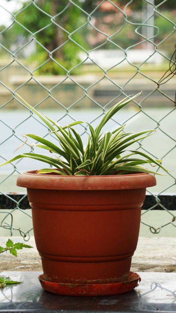 Spider Plant (Chlorophytum Comosum)