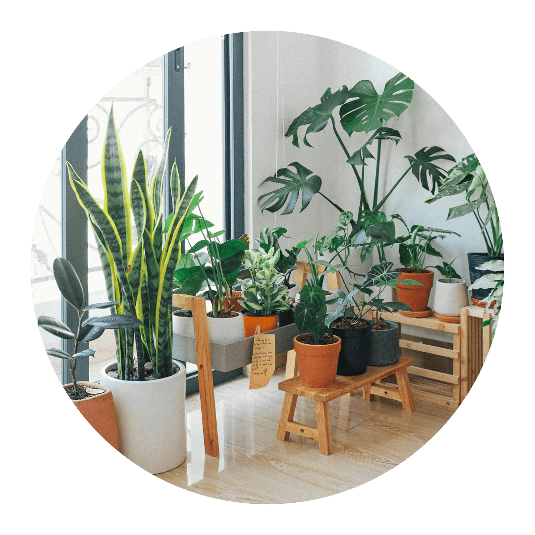 premium-plants-prakritikart